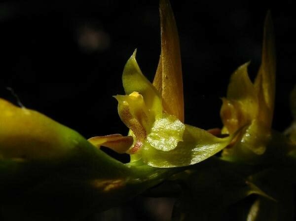 Bulbophyllum bidenticulatum — houseplant care guide