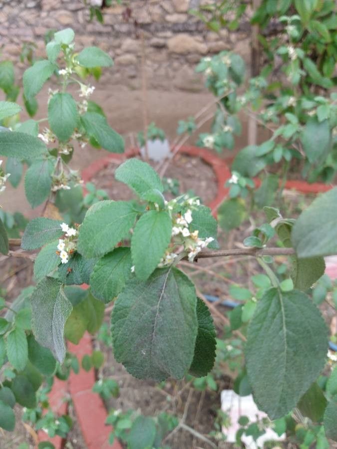 Lippia origanoides — search result for 'Lippia'