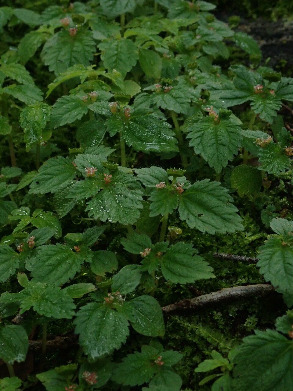 Pilea racemosa — search result for 'Pilea'