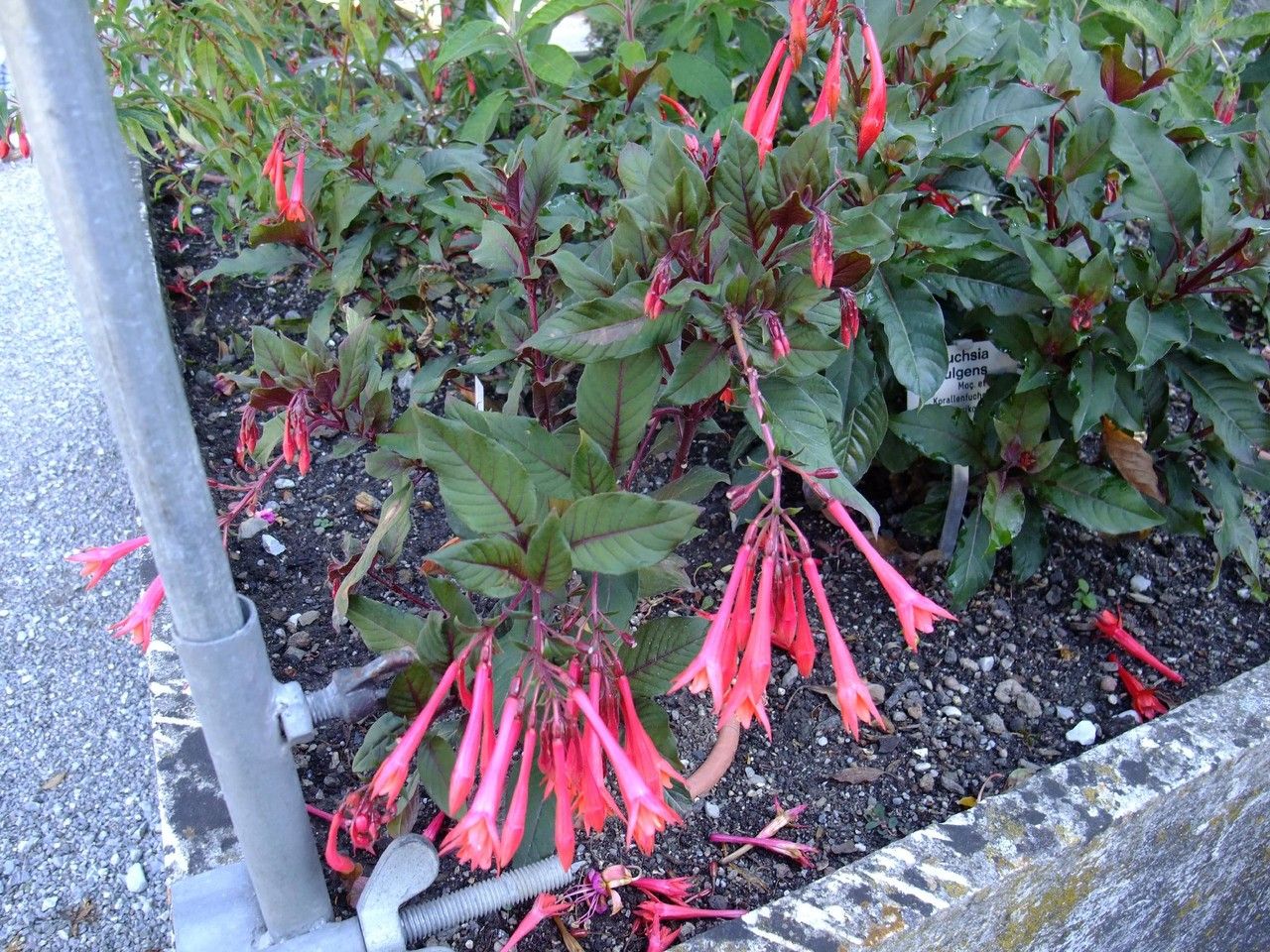 Fuchsia fulgens habit