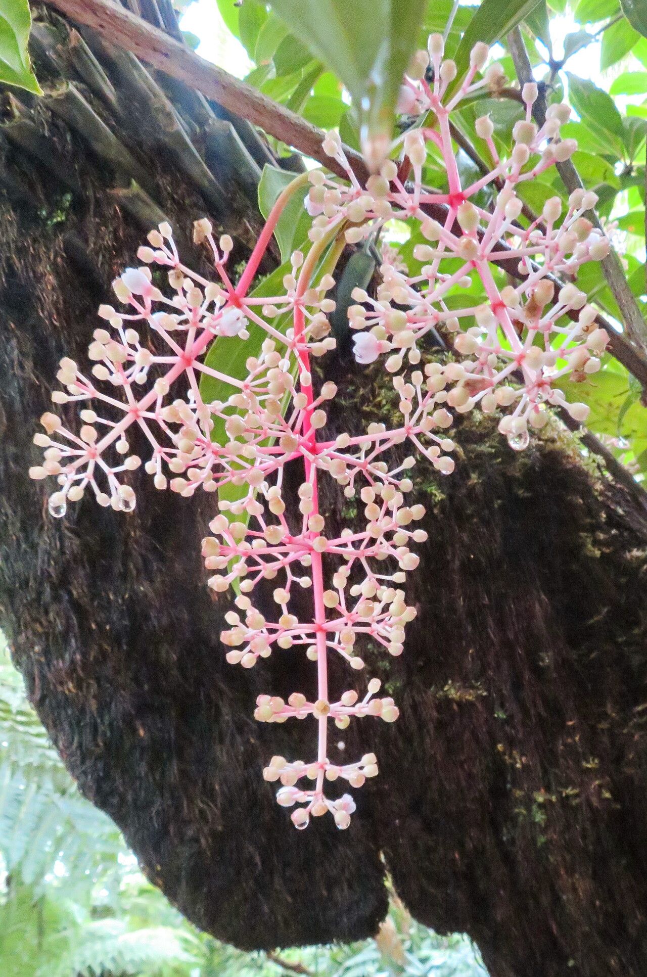 Medinilla pendula flower