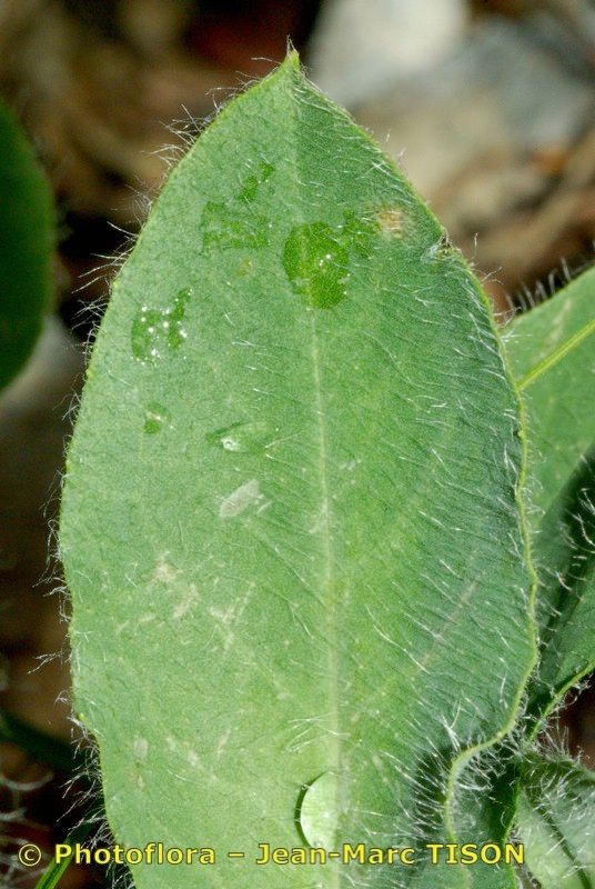 Hieracium cordatum — houseplant care guide