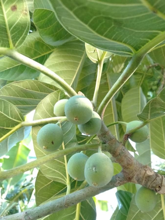 Ficus callosa fruit