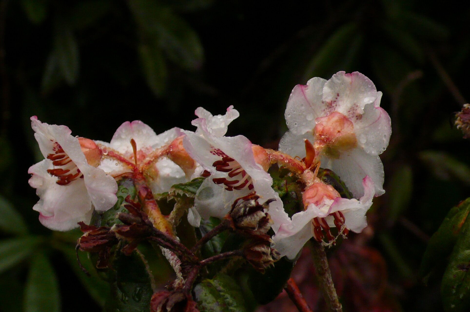 Rhododendron pendulum fruit