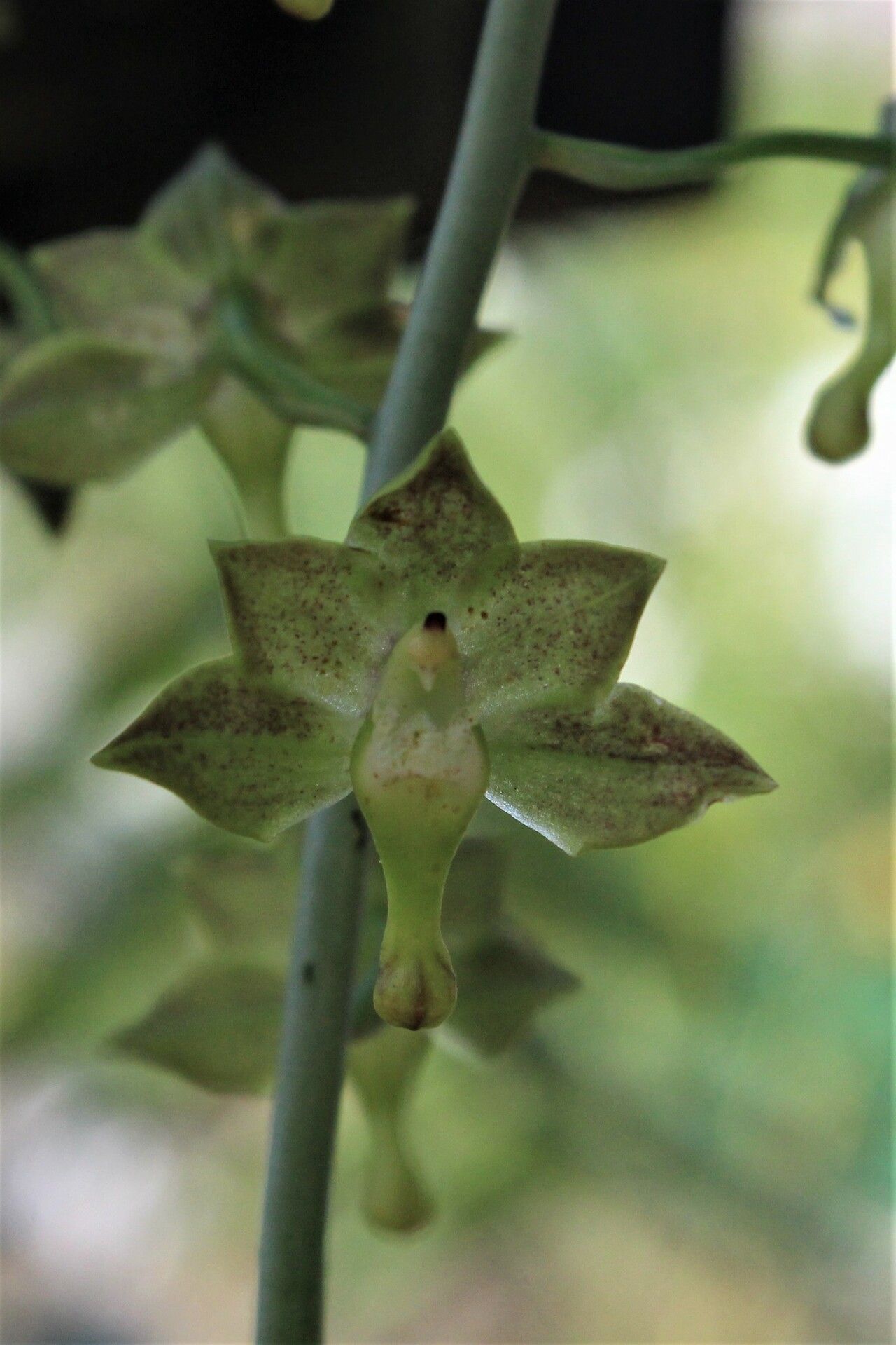 Eulophia gracilis flower