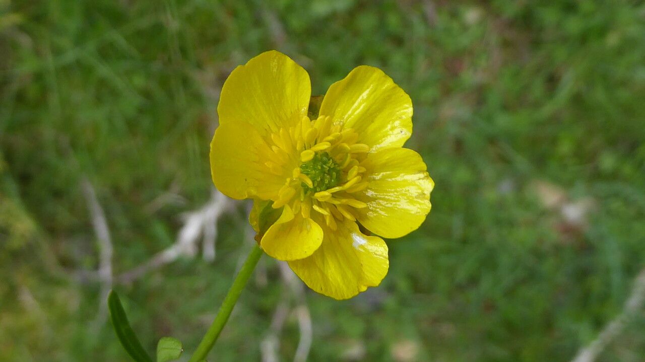 Ranunculus auricomus flower