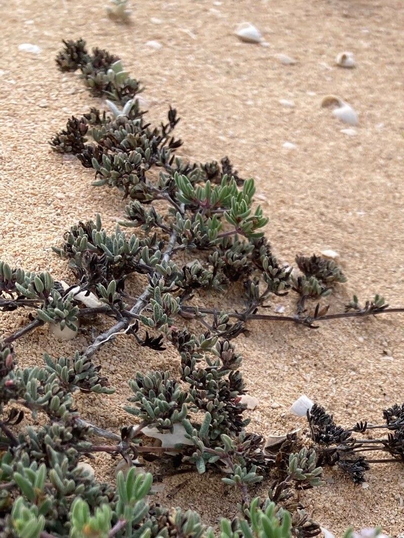 Frankenia capitata — houseplant care guide