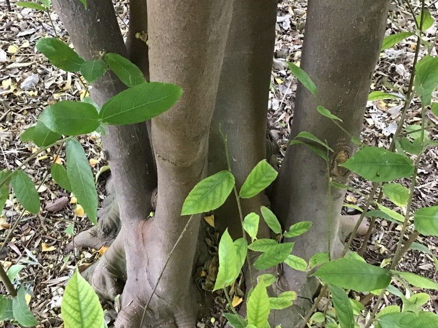 Ficus obscura bark