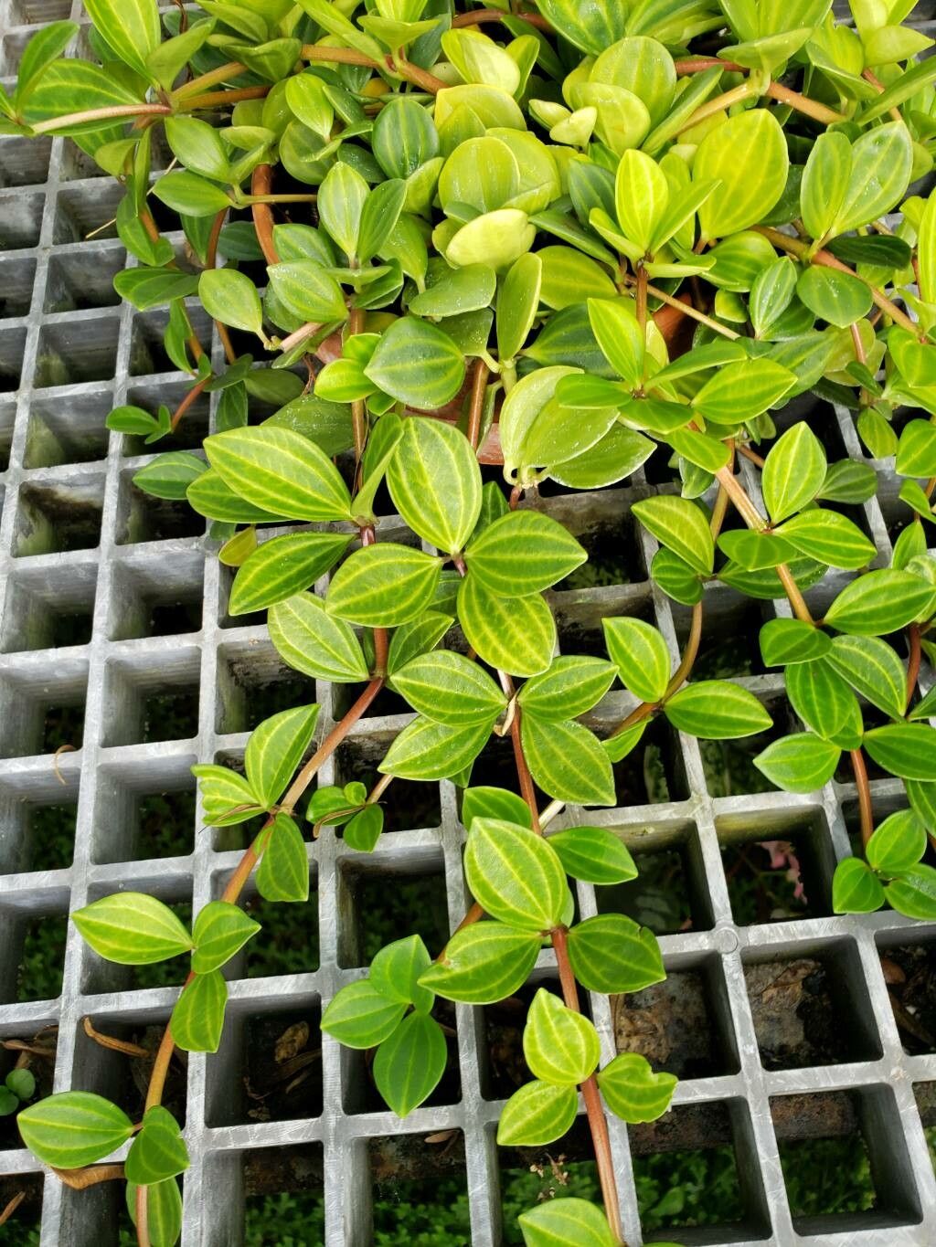 Peperomia dahlstedtii — search result for 'Peperomia'