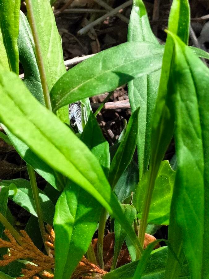Omphalodes nitida leaf