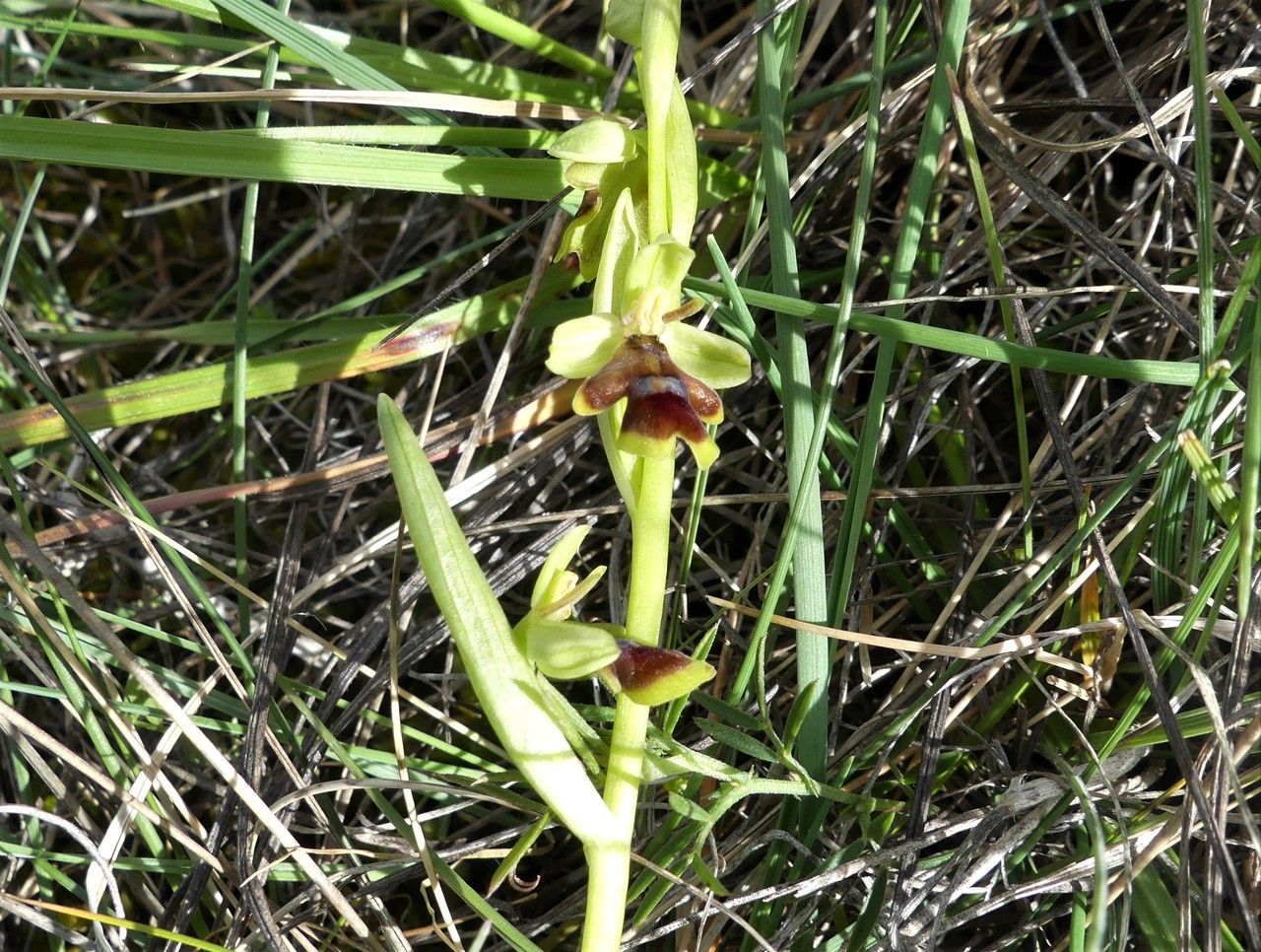 Ophrys aymoninii — search result for 'Ophrys'