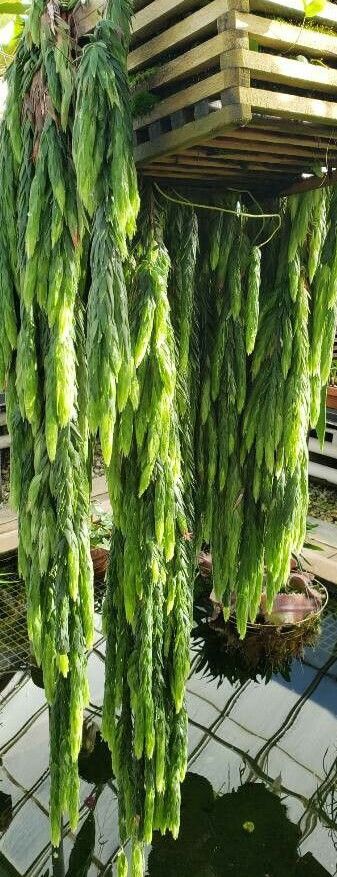 Ceratostema rauhii habit