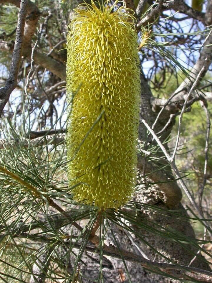 Banksia tricuspis flower