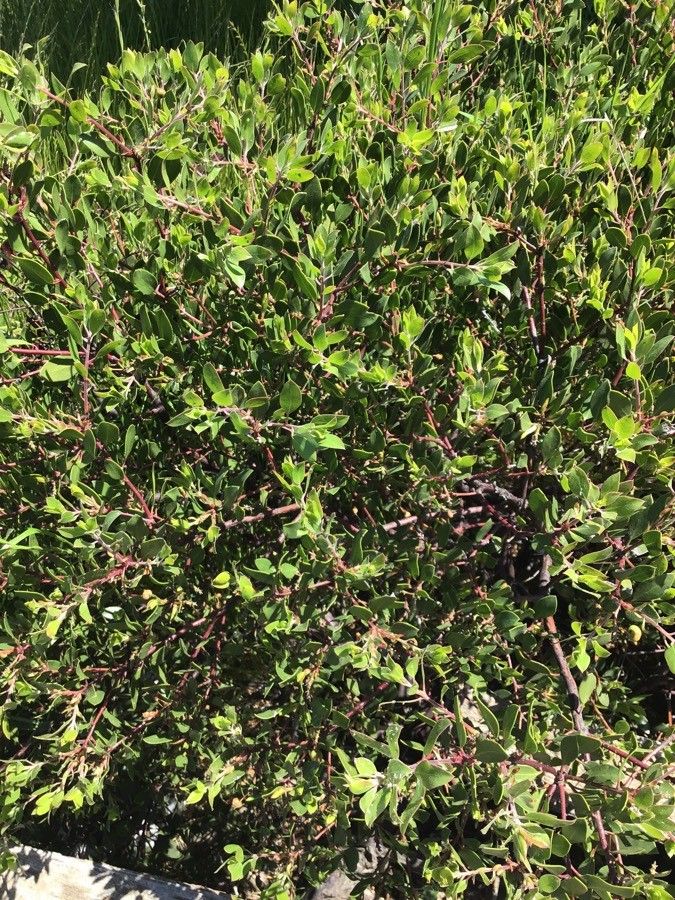 Arctostaphylos stanfordiana habit