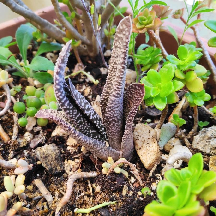 Haworthia longiana leaf