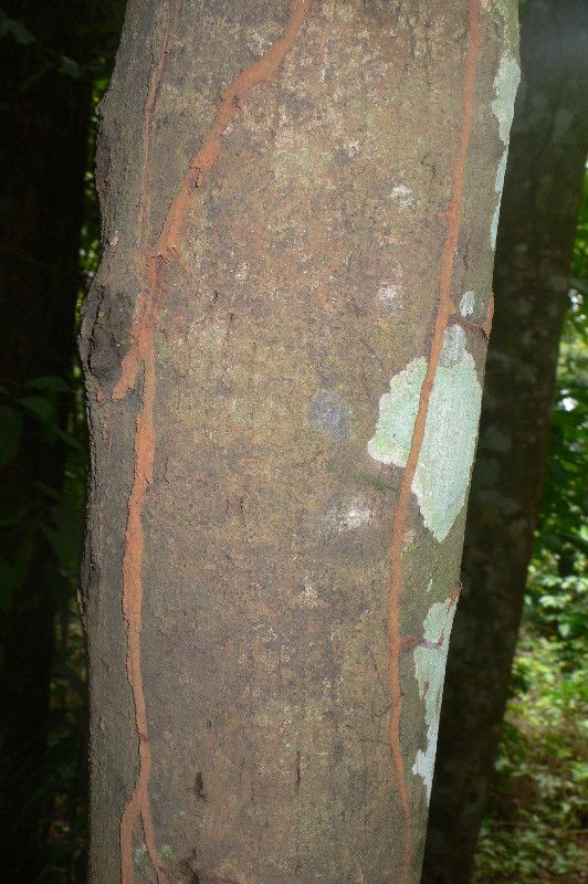 Guatteria ouregou bark