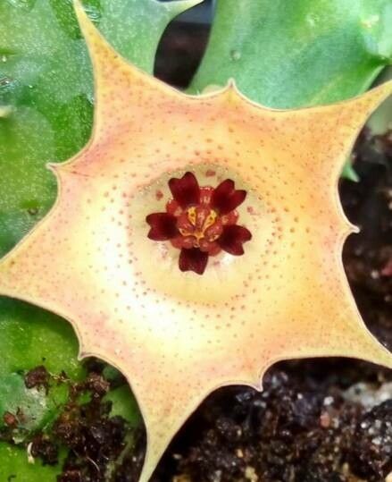 Huernia rosea flower
