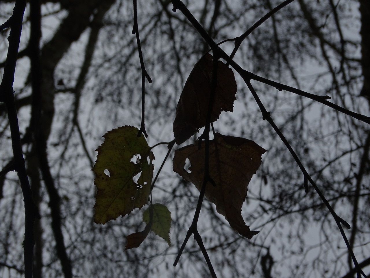 Betula platyphylla leaf