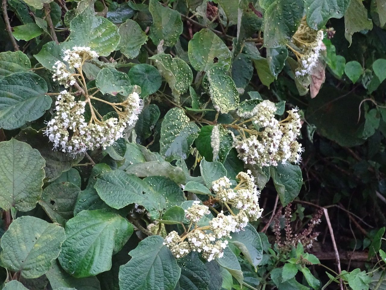 Cordia sinensis flower