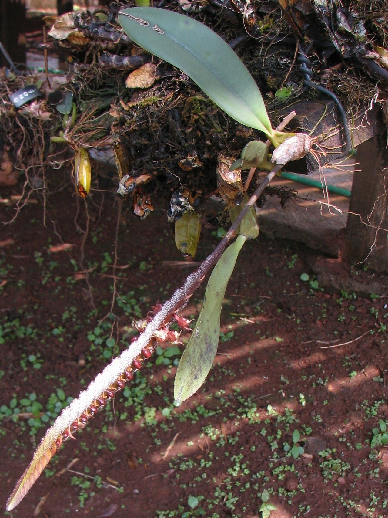 Bulbophyllum colubrinum habit