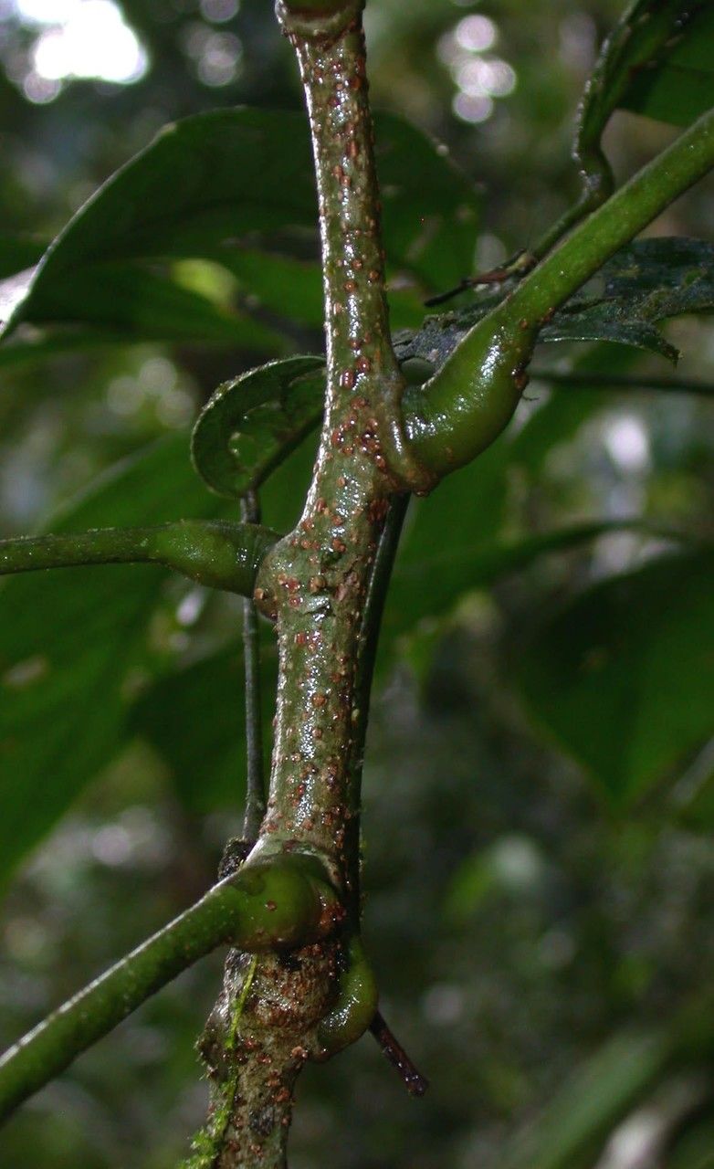 Connarus costaricensis bark
