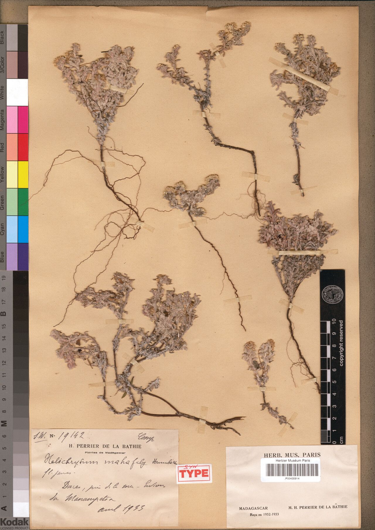 Helichrysum mahafaly — houseplant care guide