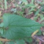 Conoclinium coelestinum