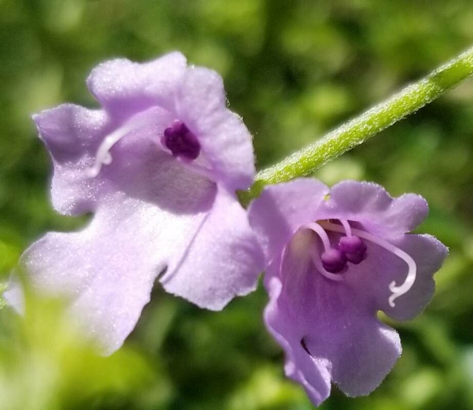 Prostanthera sieberi flower