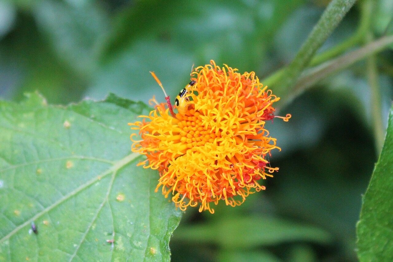 Verbesina crocata flower