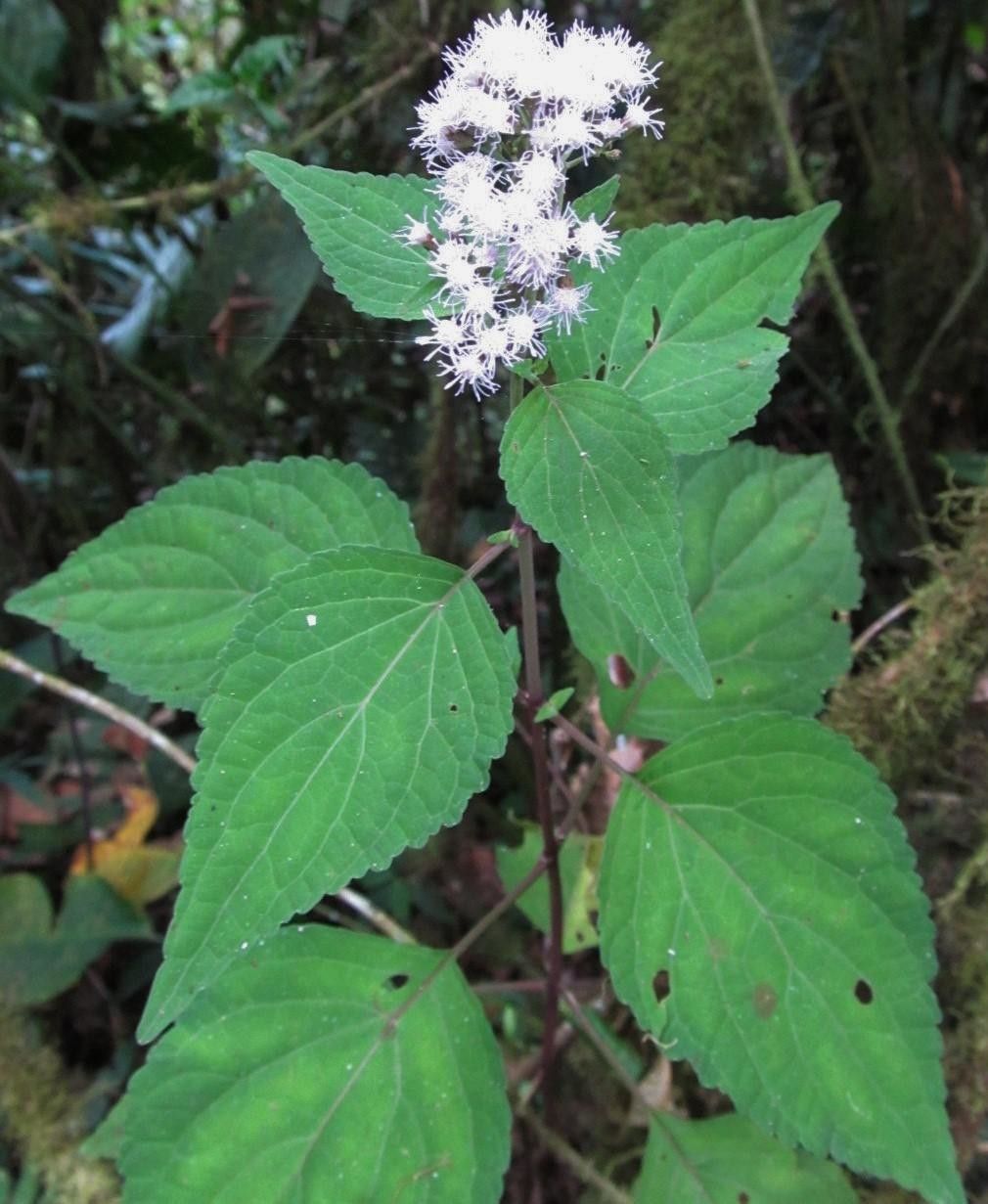 Ageratina pichinchensis habit