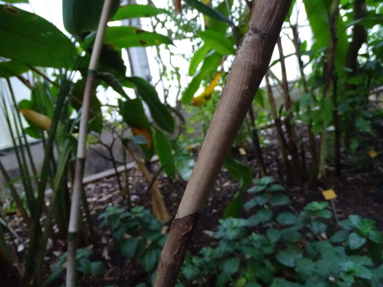 Costus plicatus bark
