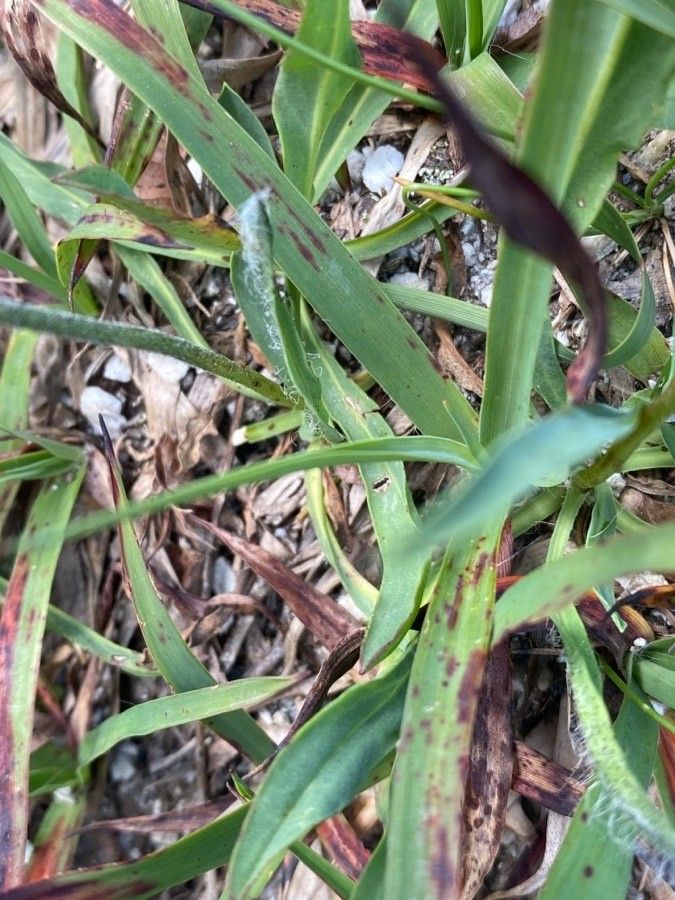 Hieracium piliferum leaf