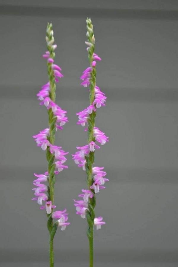 Spiranthes sinensis flower