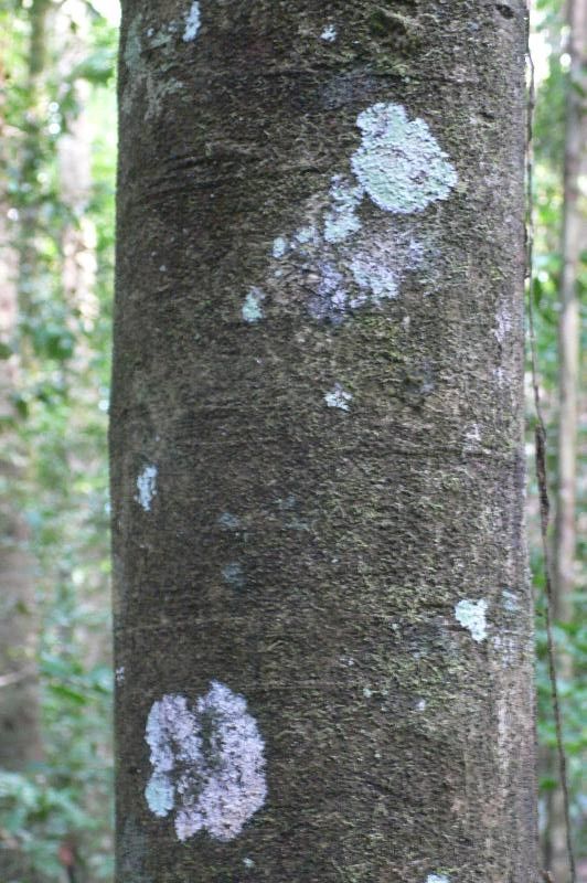 Talisia microphylla bark