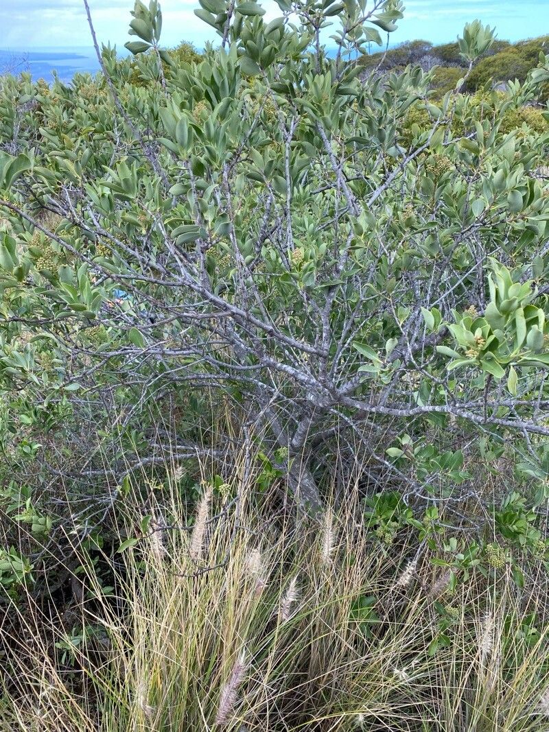 Santalum paniculatum habit