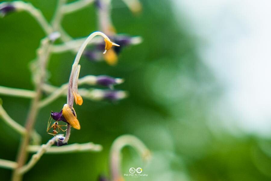 Globba pendula — related species from the same genus