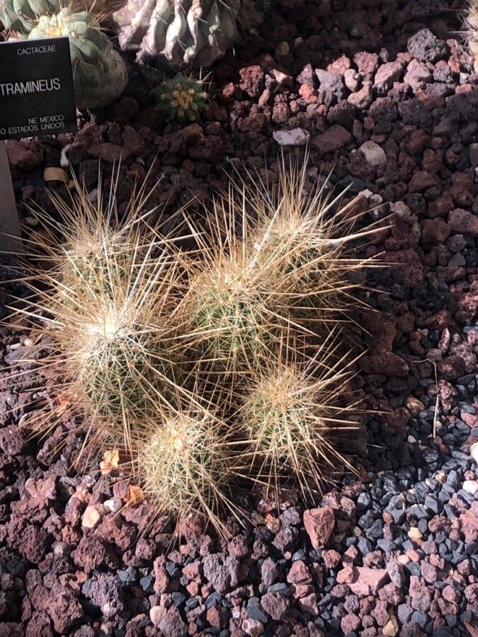 Echinocereus stramineus — search result for 'Echinocereus'