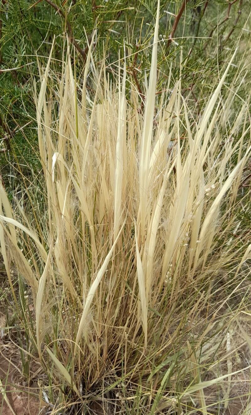 Stipa barrancaensis — related species from the same genus