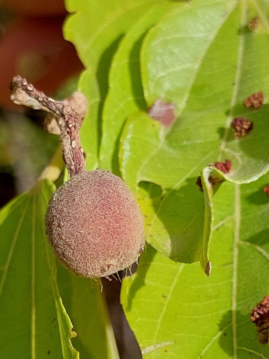 Grewia sambiranensis fruit