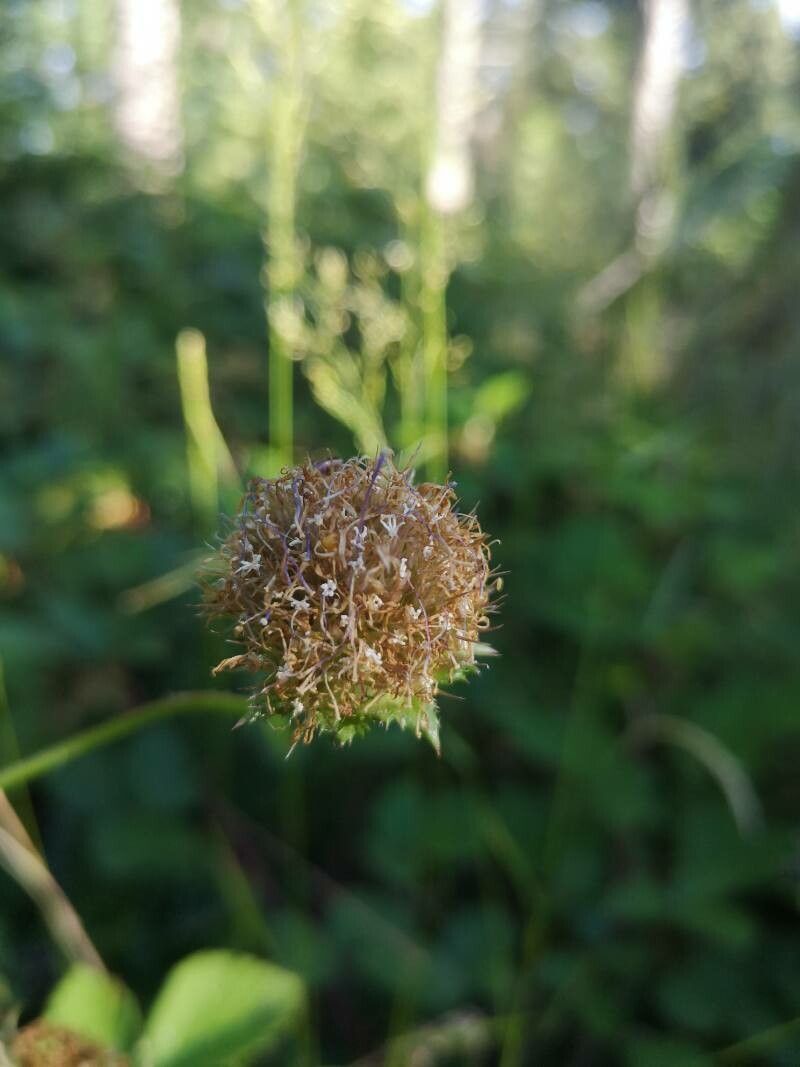 Jasione laevis fruit