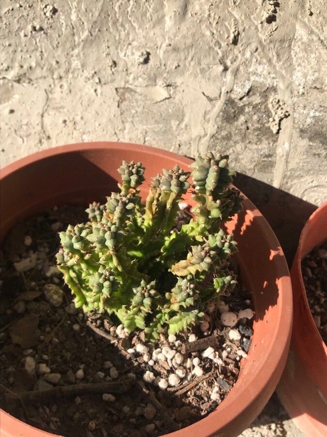 Euphorbia fimbriata leaf