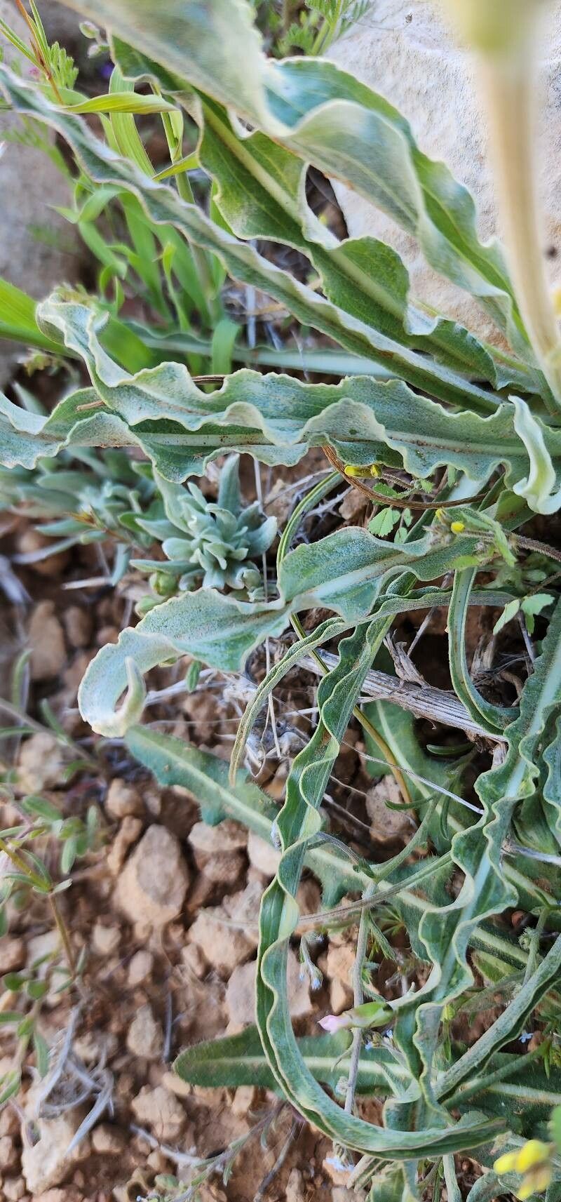 Scorzonera schweinfurthii — search result for 'Scorzonera'