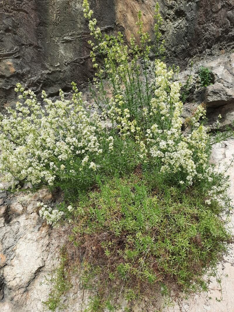 Galium timeroyi habit
