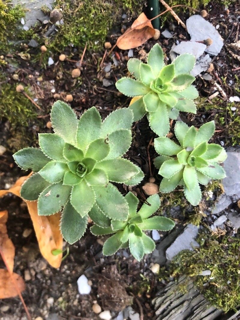 Saxifraga kolenatiana — houseplant care guide