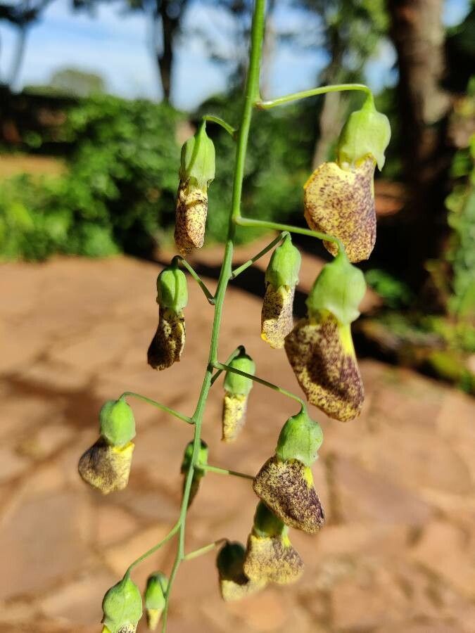 Sesbania cannabina flower