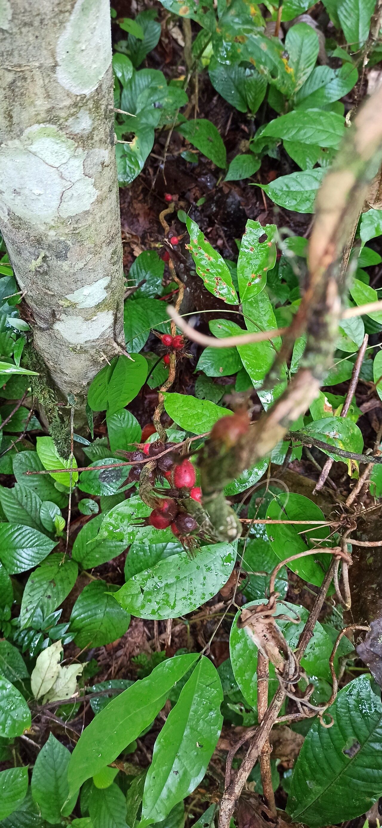 Sabicea speciosa fruit