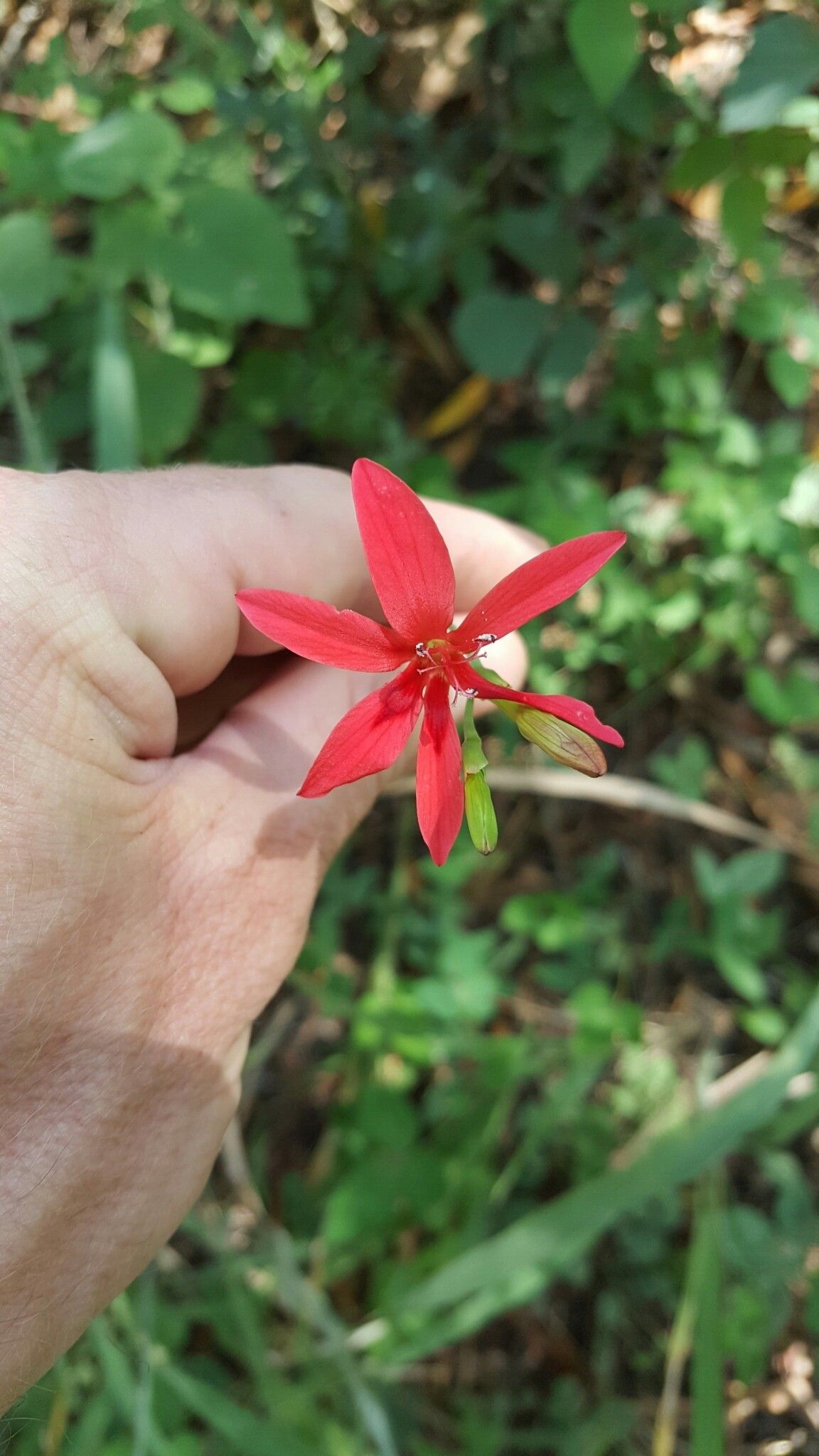 Freesia grandiflora flower