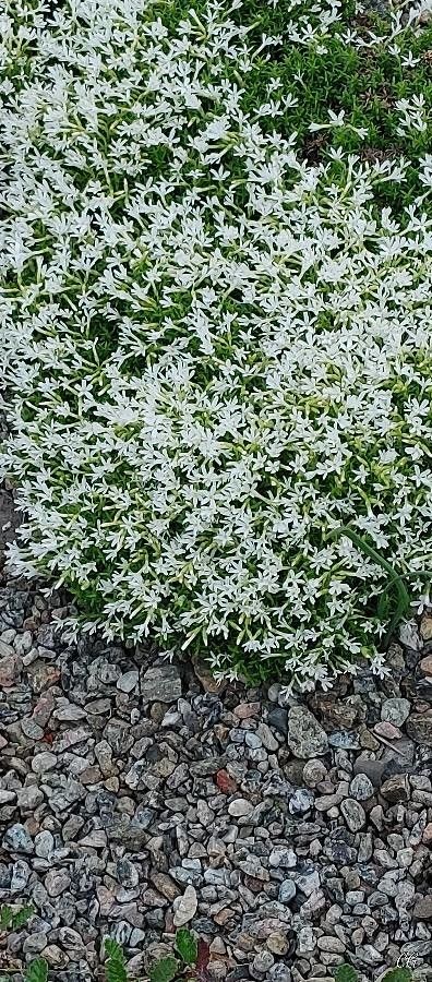 Phlox covillei — search result for 'Phlox'