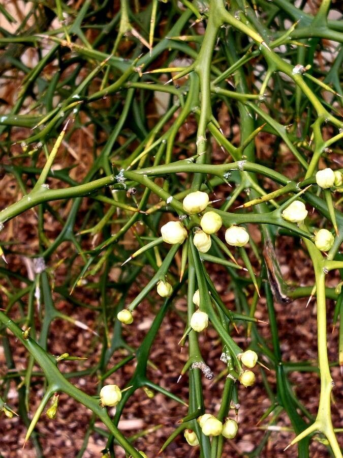 Poncirus trifoliata flower