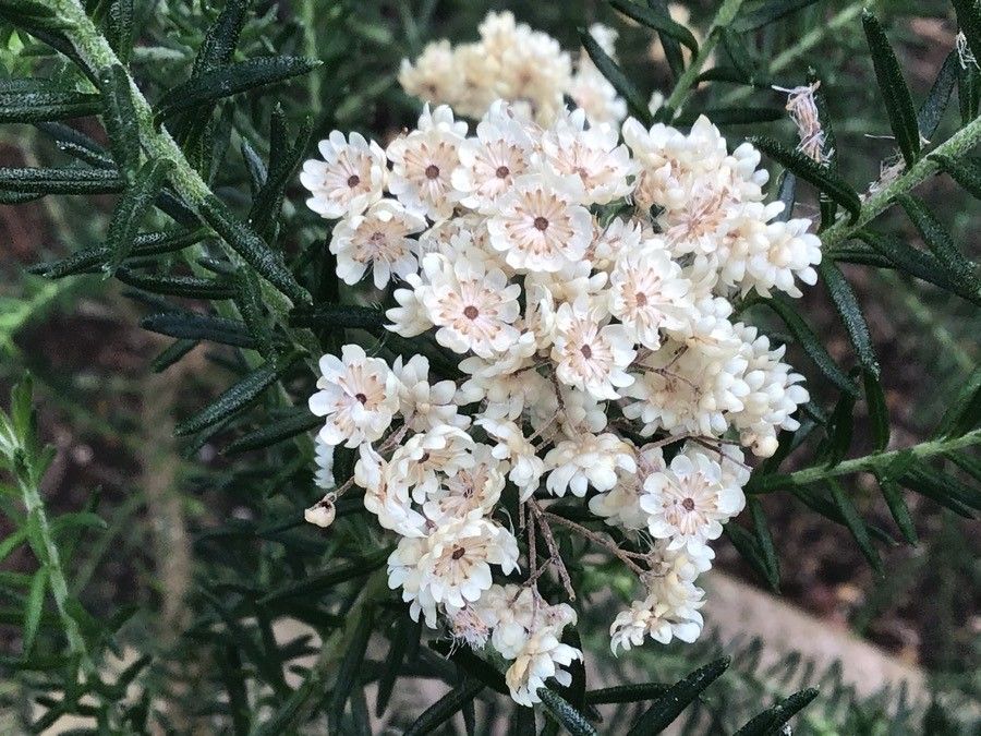 Ozothamnus diosmifolius — search result for 'Vanilla'